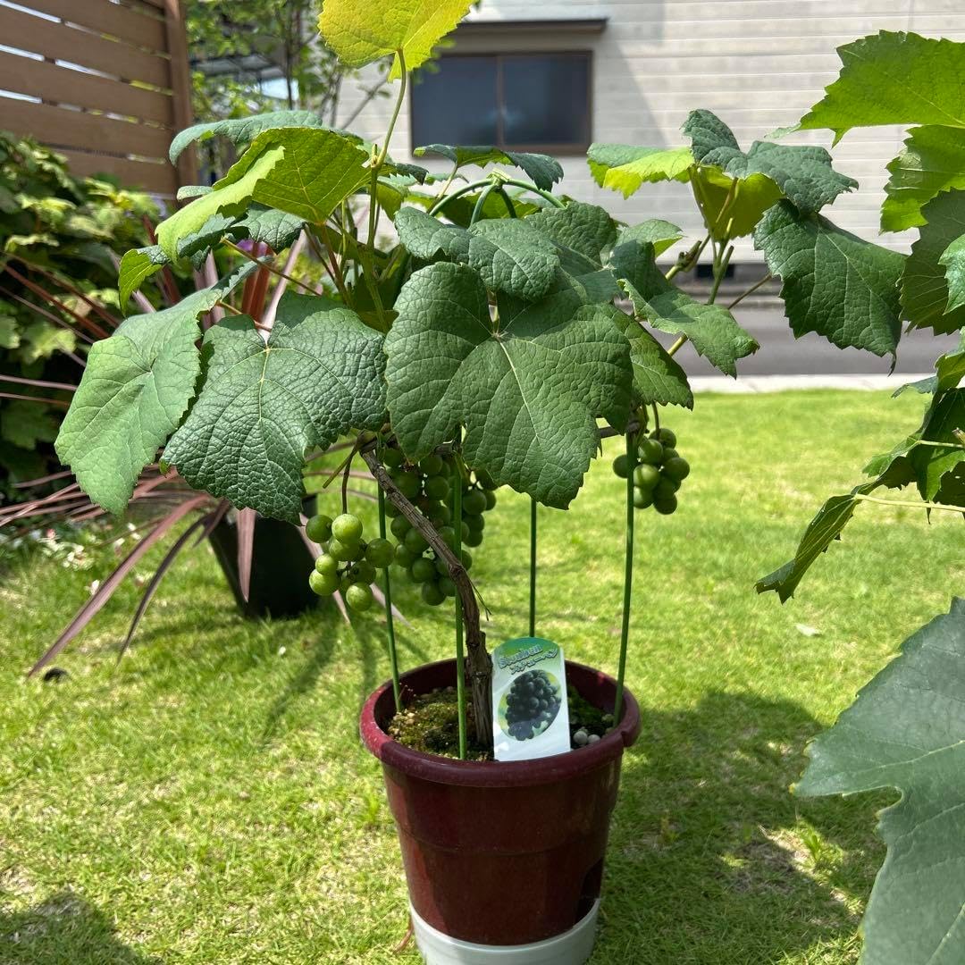 マラン苗 Marang, Artocarpus odoratissimus Artocarpus odoratissimus